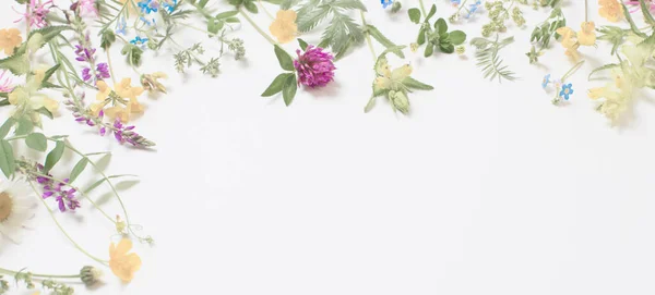 beautiful wild flowers on white background