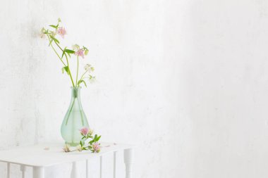 arkaplan beyaz duvarda vazodaki columbine çiçekleri