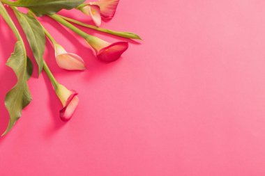 Kalla zambağının güzel çiçekleri kağıt arkaplanda