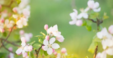 Açık havada pembe ve beyaz elma çiçekleri