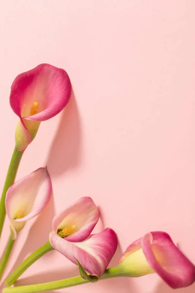 Όμορφα Λουλούδια Του Κρίνου Calla Χαρτί Φόντο — Φωτογραφία Αρχείου