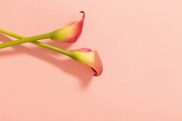 Schöne Blumen Der Calla Lilie Auf Papier Hintergrund — Stockfoto