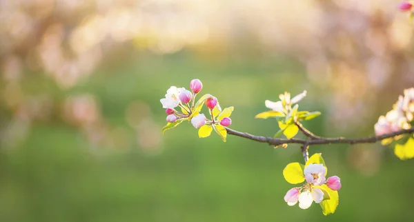 户外阳光下的粉色和白色苹果花 — 图库照片