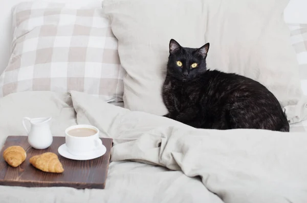 Μαύρη Γάτα Στο Κρεβάτι Στην Κρεβατοκάμαρα — Φωτογραφία Αρχείου