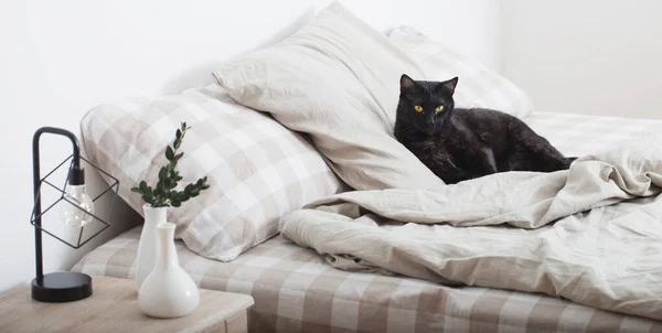 Zwarte Kat Bed Slaapkamer — Stockfoto