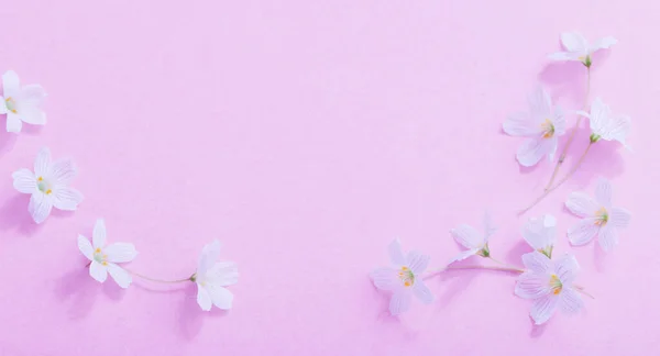 ピンクの紙の背景に白い花 — ストック写真