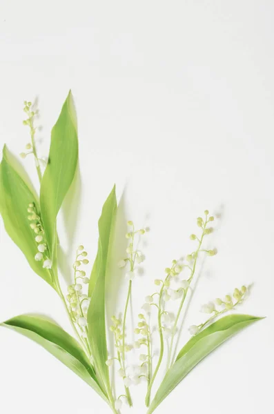 Květen Lilie Květiny Bílém Pozadí — Stock fotografie