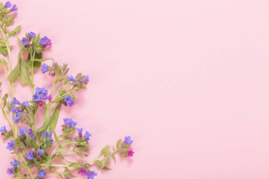 Pembe kağıt üzerinde akciğer otu çiçekleri