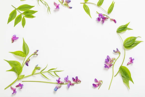 Beyaz Arka Planda Pembe Yabani Çiçekler — Stok fotoğraf