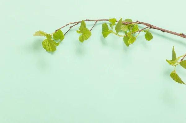 Folhas Verdes Jovens Ramos Fundo Papel — Fotografia de Stock