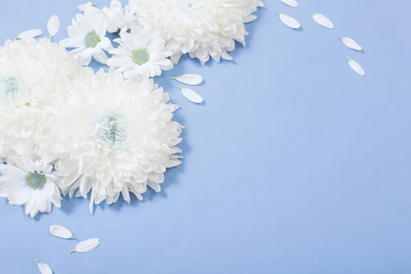 Crisantemo Blanco Sobre Fondo Papel Azul — Foto de Stock