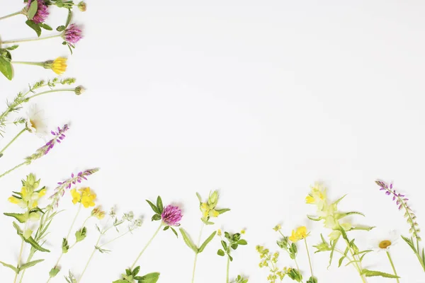 Belles Fleurs Sauvages Sur Fond Blanc — Photo