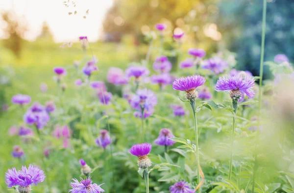 Field Violet Flowers Sunset — Stock Photo, Image