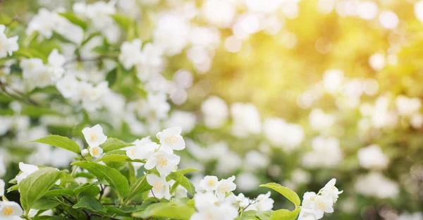 Background Jasmine Flowers Outdoor — Stock Photo, Image