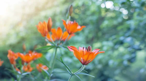 Lirio Naranja Sobre Fondo Verde Aire Libre —  Fotos de Stock