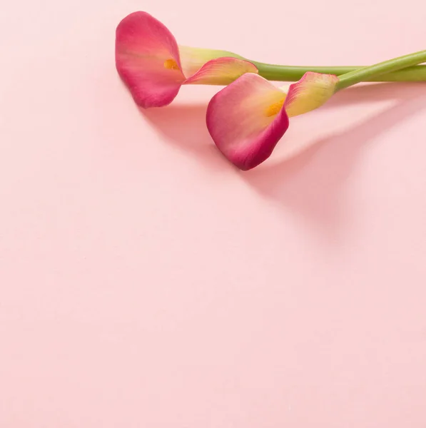 Schöne Blumen Der Calla Lilie Auf Papier Hintergrund — Stockfoto
