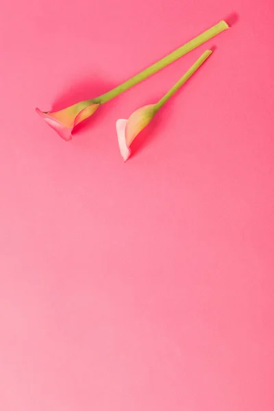 Красивые Цветы Калла Лилии Бумажном Фоне — стоковое фото