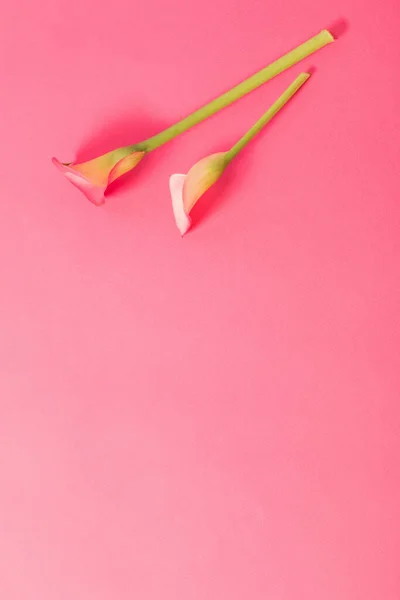 Hermosas Flores Lirio Cala Sobre Fondo Papel — Foto de Stock