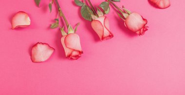 Pembe kağıt üzerinde güller