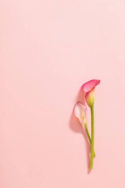 Kalla zambağının güzel çiçekleri kağıt arkaplanda