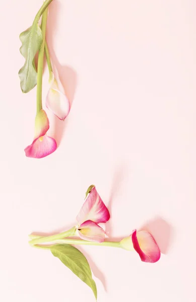美しいカラユリの花を背景に — ストック写真