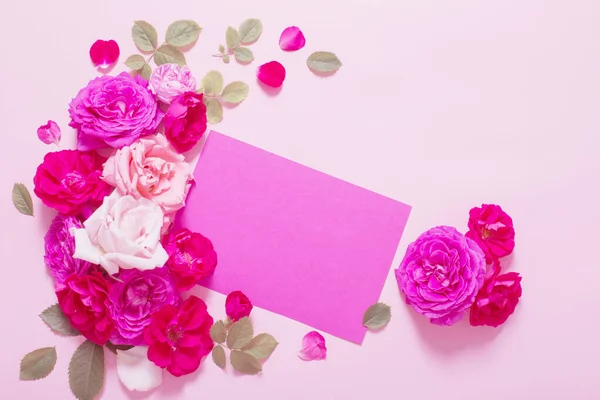 Krásné Růže Růžovém Papíře Pozadí — Stock fotografie
