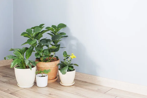 Plants Pots Wooden Floor Indoor — Stock Photo, Image