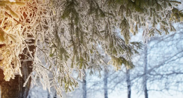 太陽の下で冬のモミの枝とバナーを閉じる — ストック写真