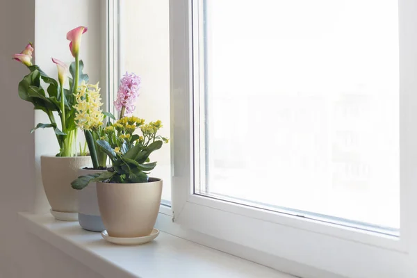 室内白色窗台上的盆栽 — 图库照片