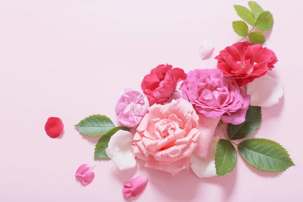 ピンクの紙の背景に美しいバラ — ストック写真