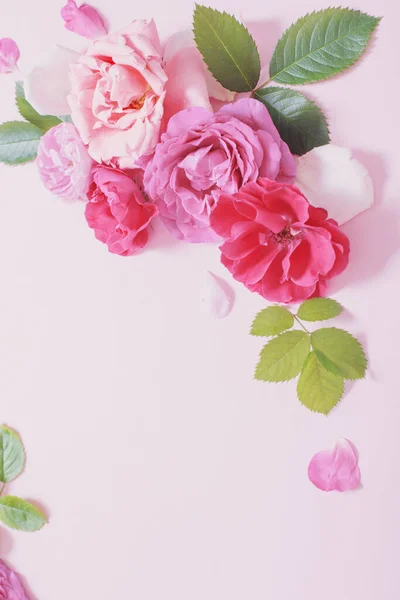 粉色背景纸上美丽的玫瑰 — 图库照片