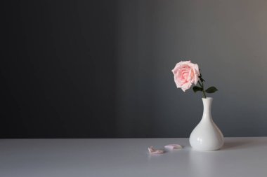 Gri arkaplanda beyaz vazoda pembe gül
