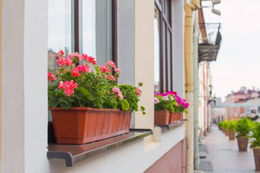Balkon çiçekleri, şehirde pembe sardunya çiçekleri.