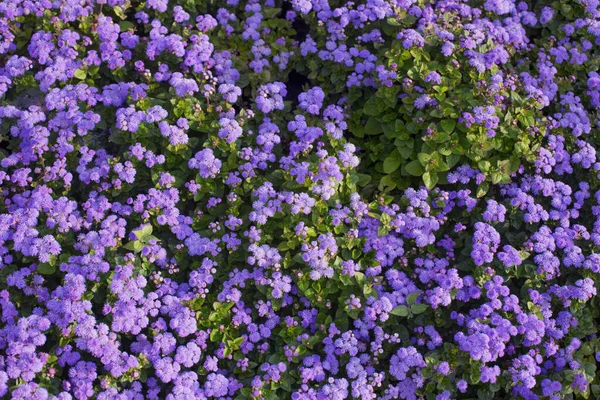 Background Ageratum Sunlight Outdoor — Stock Photo, Image