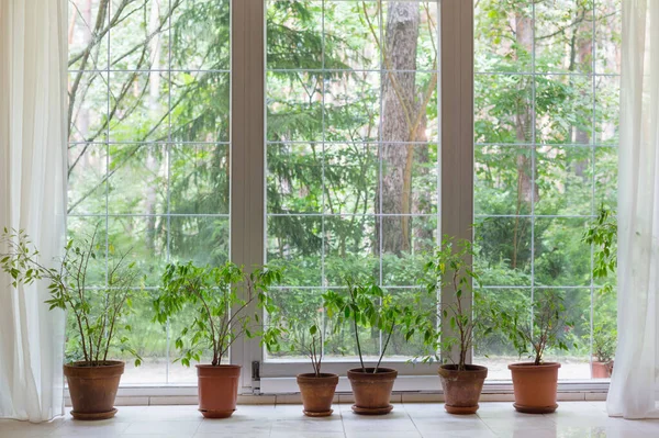 夏日森林中的大窗和家居植物 — 图库照片