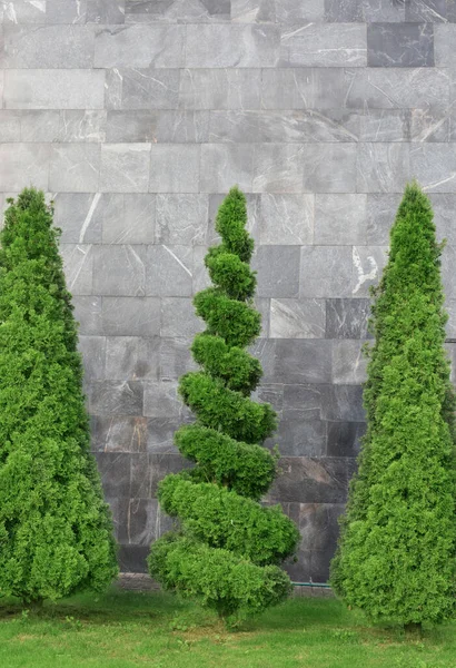 Abgeschnittene Thuja Bäume Auf Dem Hintergrund Einer Grauen Steinmauer — Stockfoto