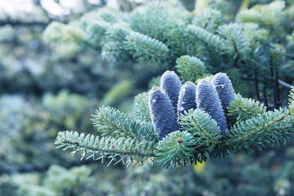 Abeto Azul Con Conos Púrpura Outdor — Foto de Stock