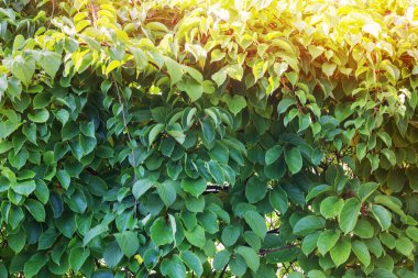 Dalların ve yaprakların yeşil yaz arkaplanı