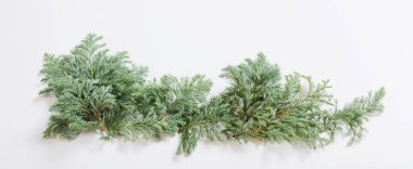 beyaz arkaplanda ardıç dalları