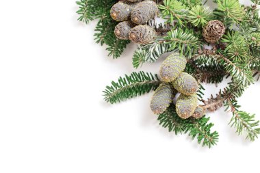 Beyaz arkaplanda izole edilmiş kozalaklı köknar dalı 