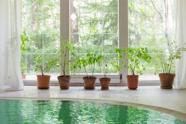 Piscina Con Gran Ventana Panorámica Con Vistas Bosque Verano —  Fotos de Stock