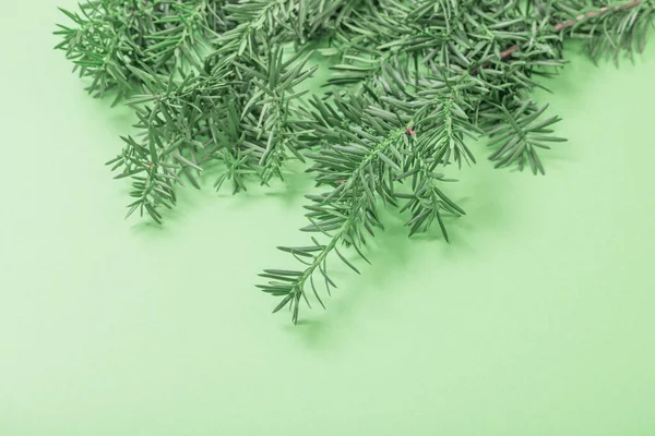 Ramo Teixo Sobre Fundo Papel Verde — Fotografia de Stock