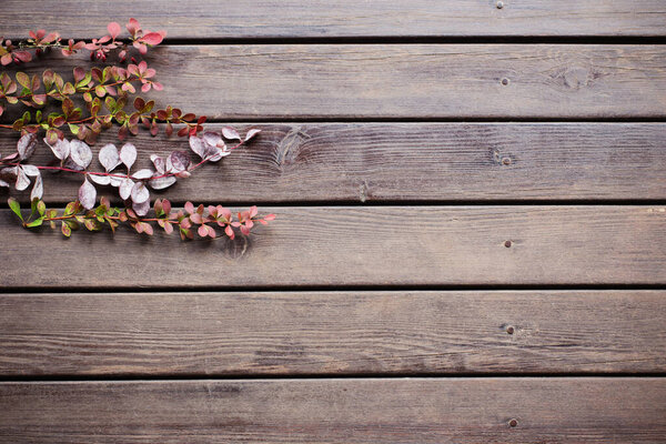 barberry branches  on old wooden background