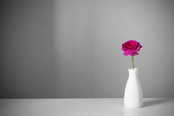 灰色の背景に白い花瓶に紫色のバラ — ストック写真