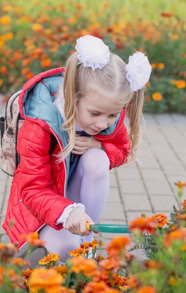 小さな女子高生は虫眼鏡で花壇の花を調べ — ストック写真