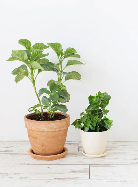 houseplants in pots on  white wooden floor on background white wall