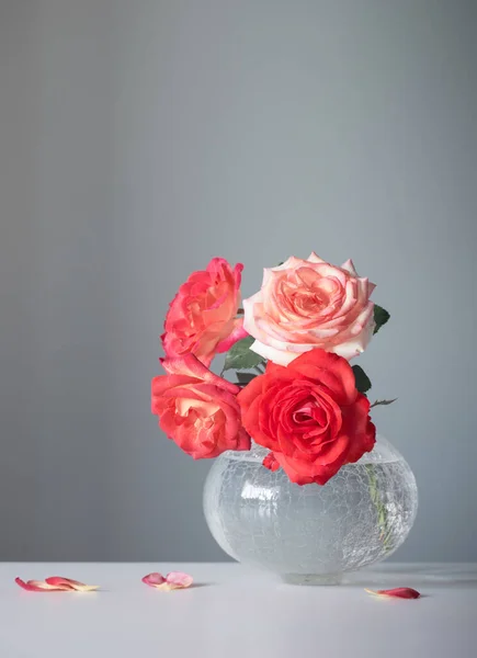 灰色背景的白色花瓶中的红玫瑰 — 图库照片
