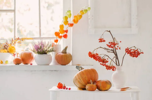 白い背景にカボチャとローワンベリーの秋の自然装飾 — ストック写真