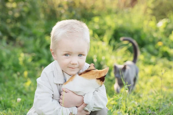 Kleine Jongen Houden Kitten Zonnige Zomerdag — Stockfoto