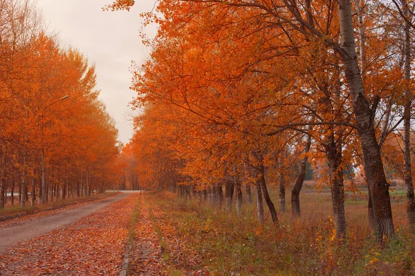 Vackert Orange Höstlandskap Med Väg — Stockfoto